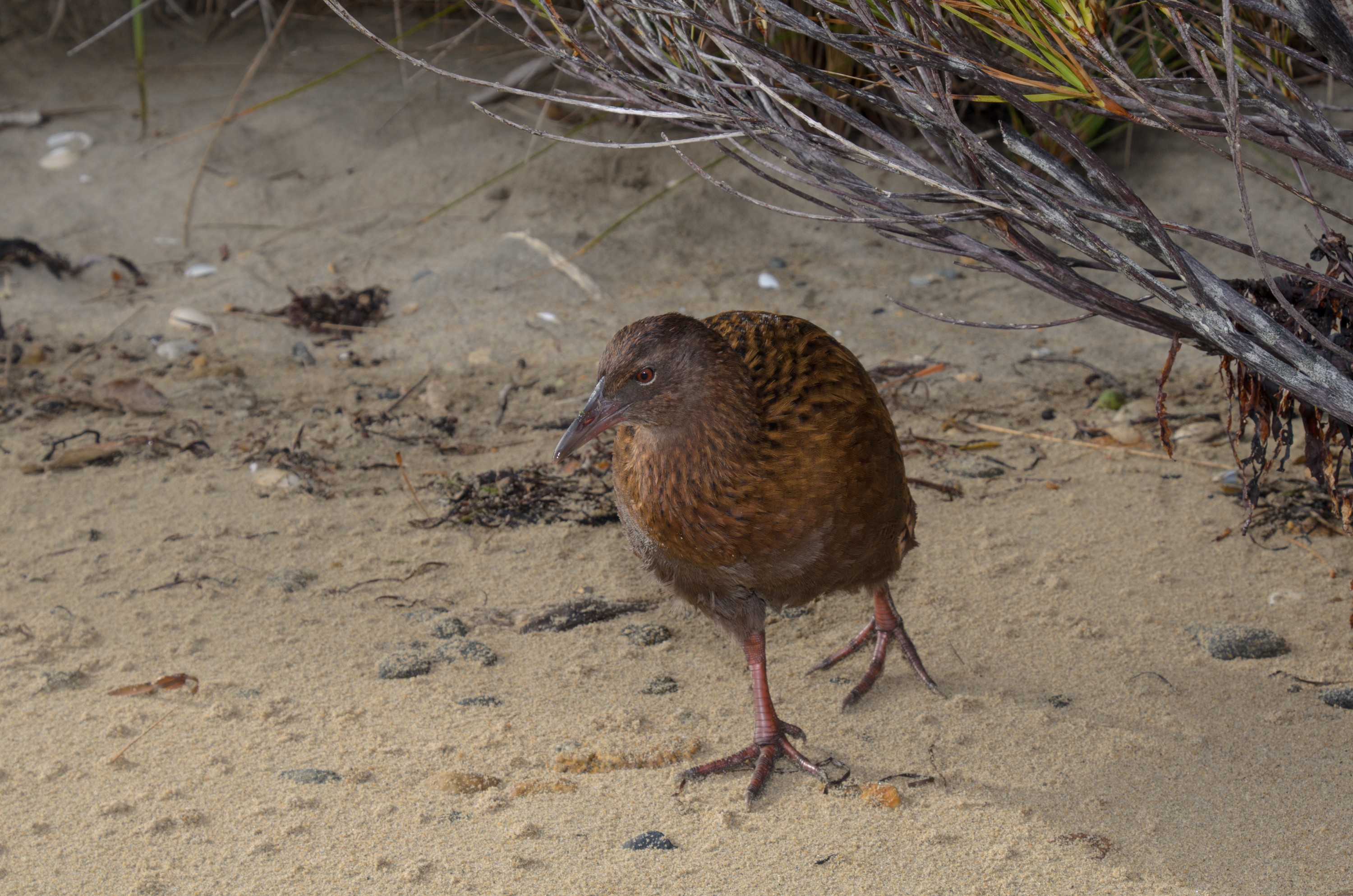DSC_2428 – Adventure, Crispin, Gallirallus australis scotti, Island, March 2017, National Park, New, New Zealand, Rakiura, South, Stewart, Ulva, Weka, Zealand, brown, cheeky, subspecies